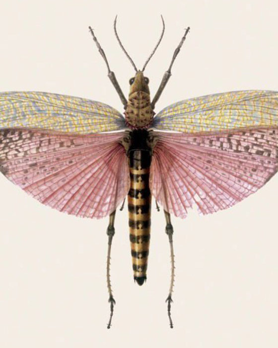 "El Ala Izquierda" de Mircea Cărtărescu