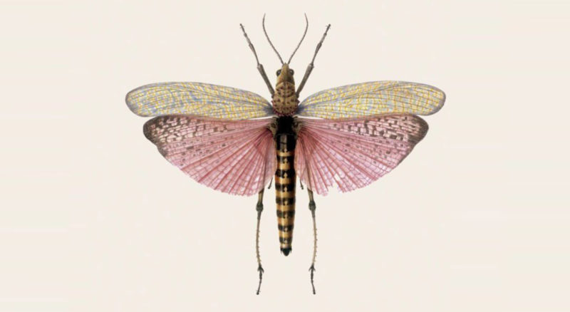 "El Ala Izquierda" de Mircea Cărtărescu