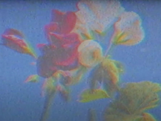 "Flowers" de Pedro Soler